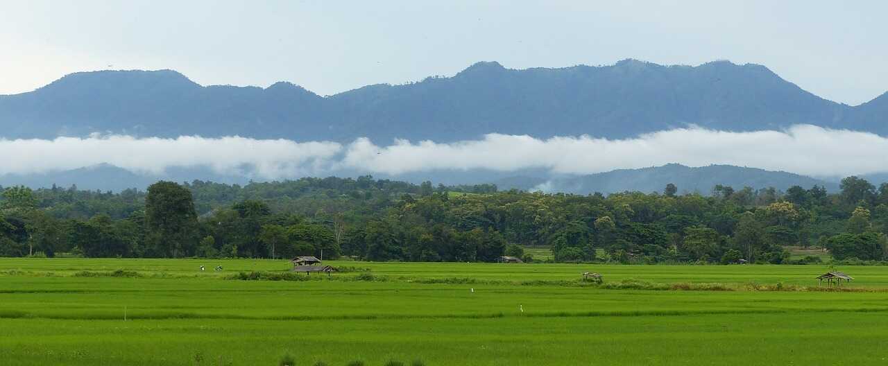 Chiang Mai Rice field