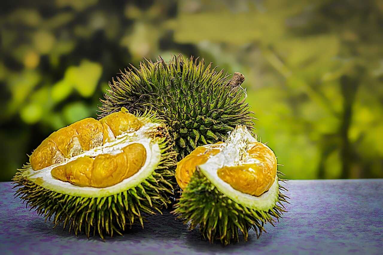 Durian in Thai