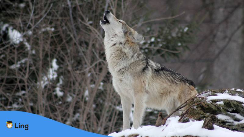 Serbisches Sprichwort mit Tieren, wie Wolf