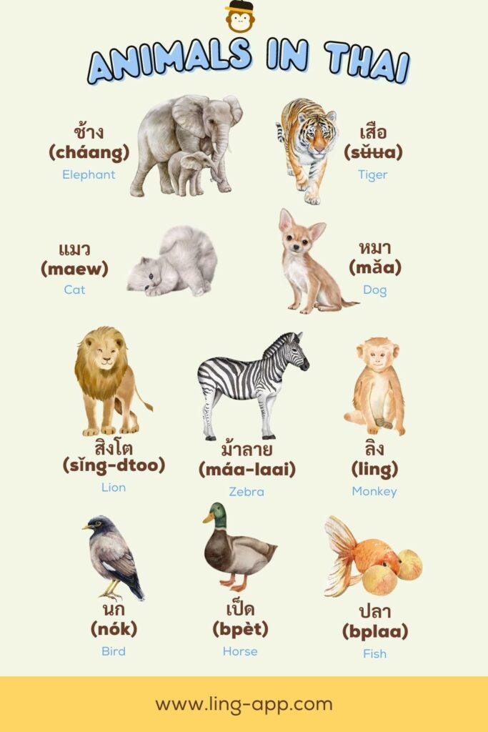 Learn the names for animals in Thai with the Ling app