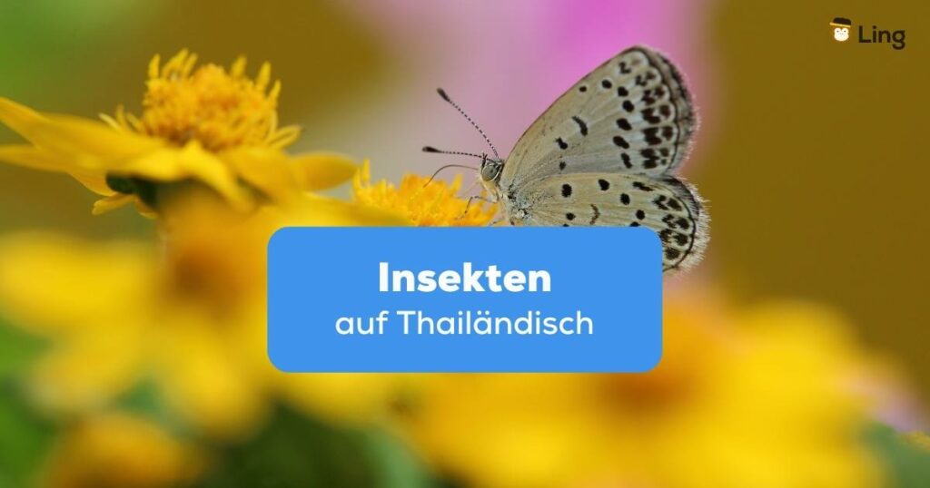 Schmetterling auf einer gelben Blume Insekten auf Thailändisch