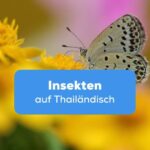 Schmetterling auf einer gelben Blume Insekten auf Thailändisch