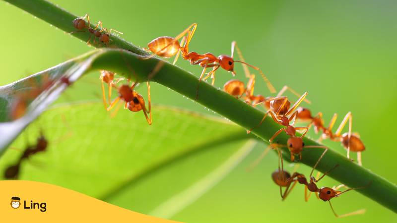 Haufig anzutreffen sind rote Ameisen in Thailand