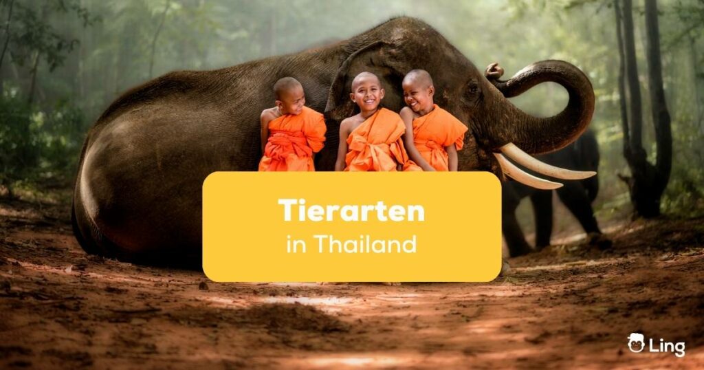 Junge Mönchsnovizen die neben einem Elefanten sitzen und lachen, Elefanten sind einer der häufigsten Tierarten in Thailand