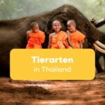Junge Mönchsnovizen die neben einem Elefanten sitzen und lachen, Elefanten sind einer der häufigsten Tierarten in Thailand