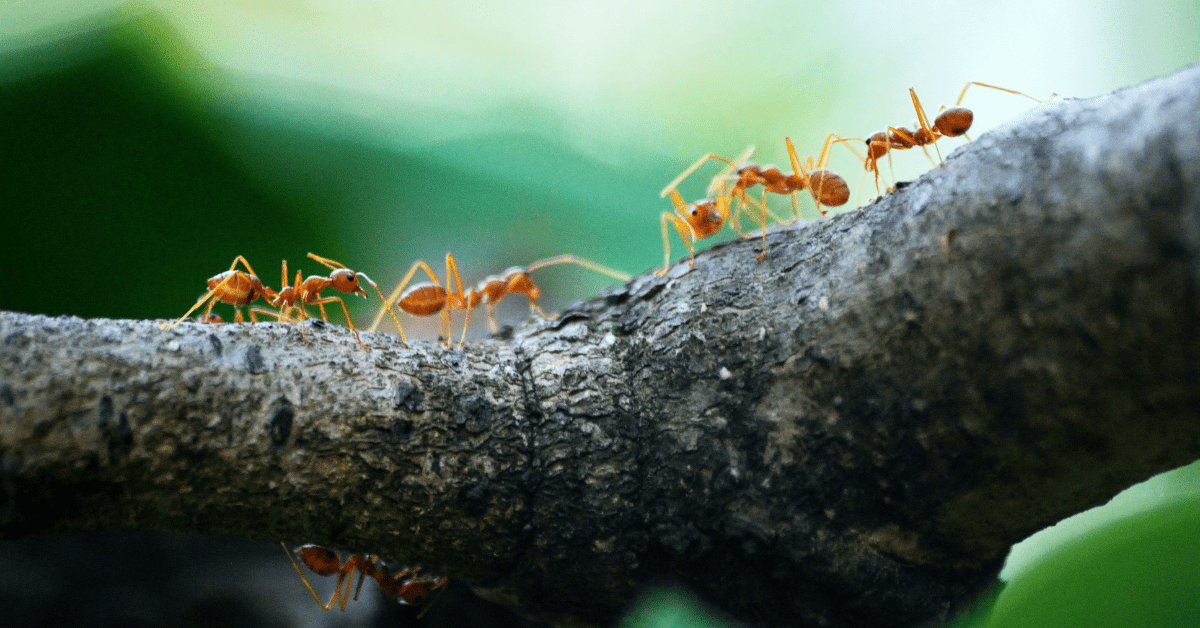 Insekten auf Thailändisch
