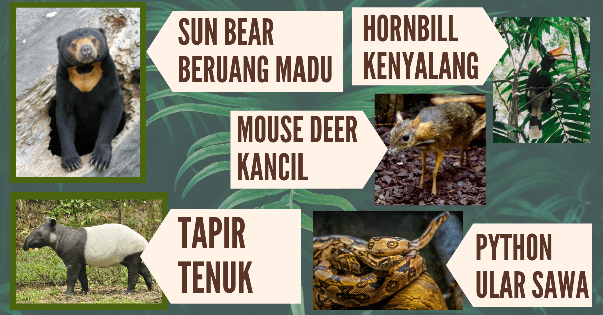 Animal In Malay
