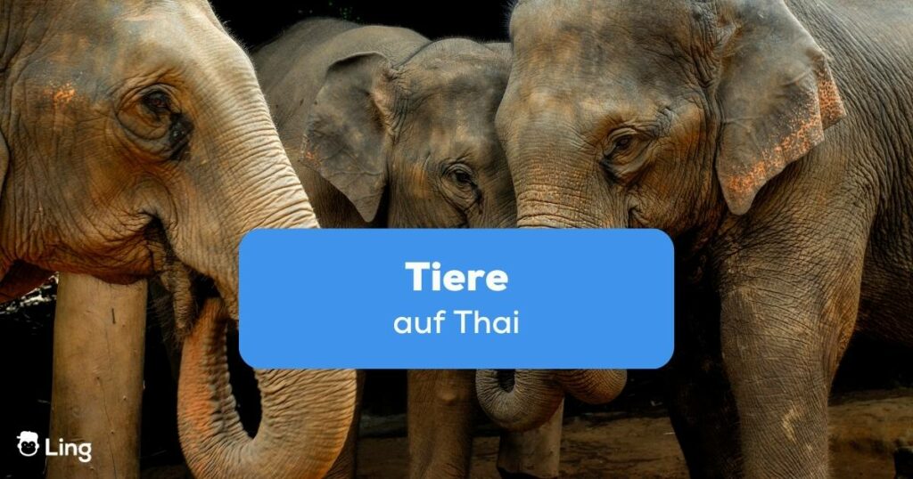 Drei Elefanten Tiere auf Thai