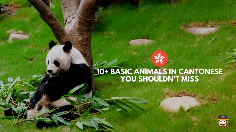10+ Easy Translations For Animals In Cantonese - Ling App