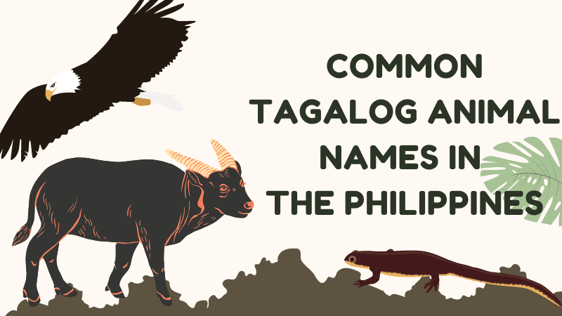 Common Tagalog Animal Names In The Philippines
