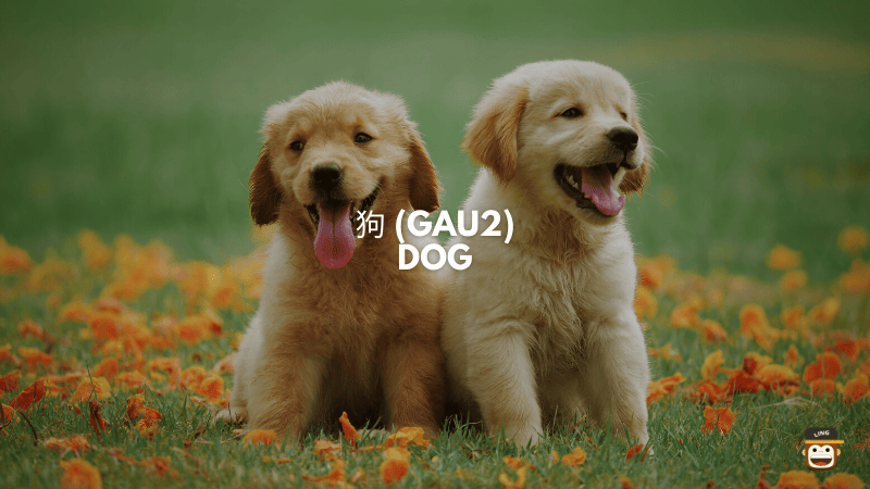 Dog - 狗 (Gau2)