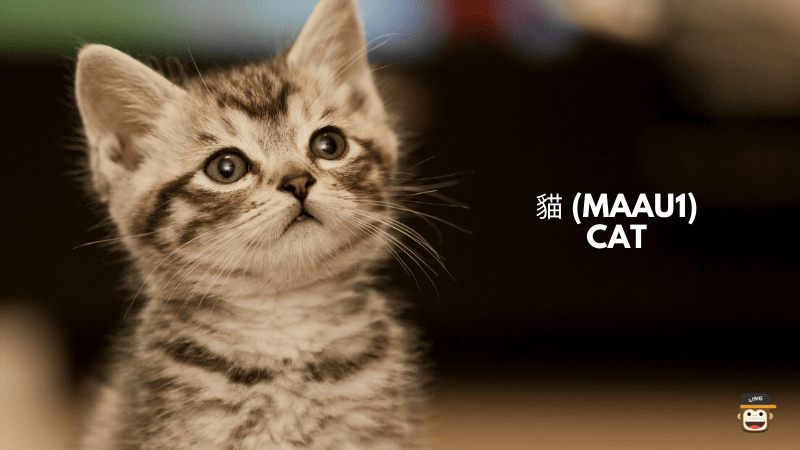 Cat - 貓 (Maau1)