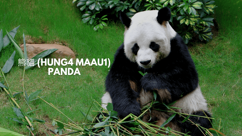 Panda - 熊貓 (Hung4 Maau1)