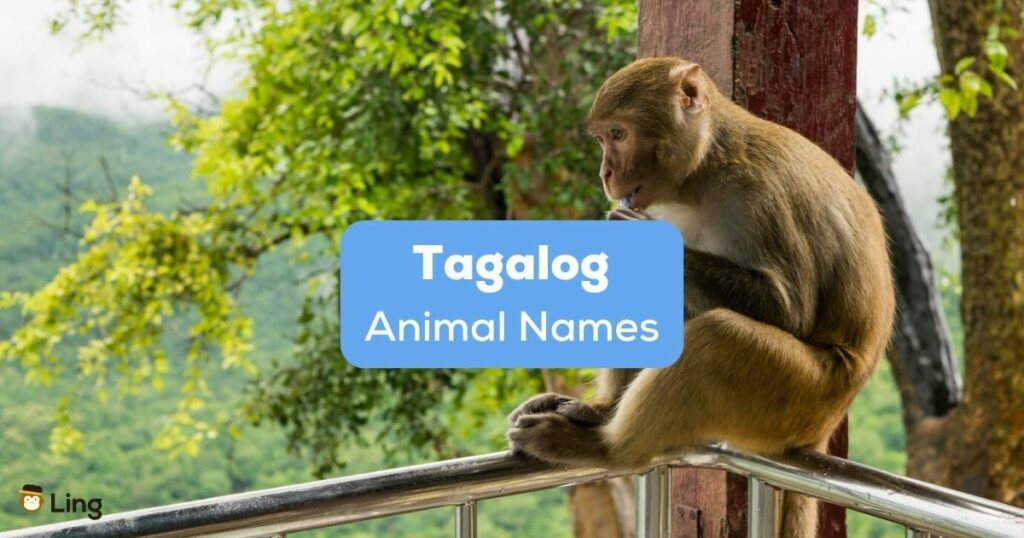 Tagalog animal names - A photo of a monkey sitting on a railing