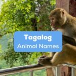 Tagalog animal names - A photo of a monkey sitting on a railing