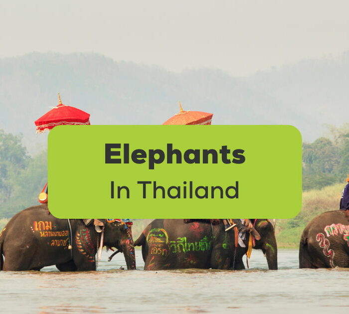 Elephants In Thailand