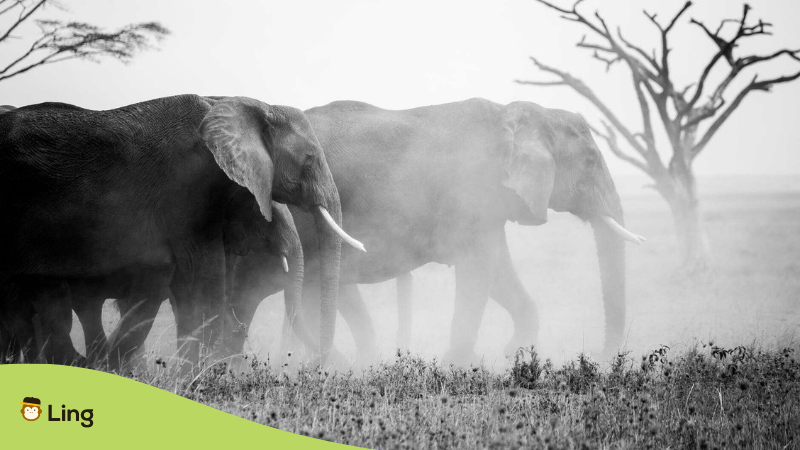 Elephants In Thailand Nature Park