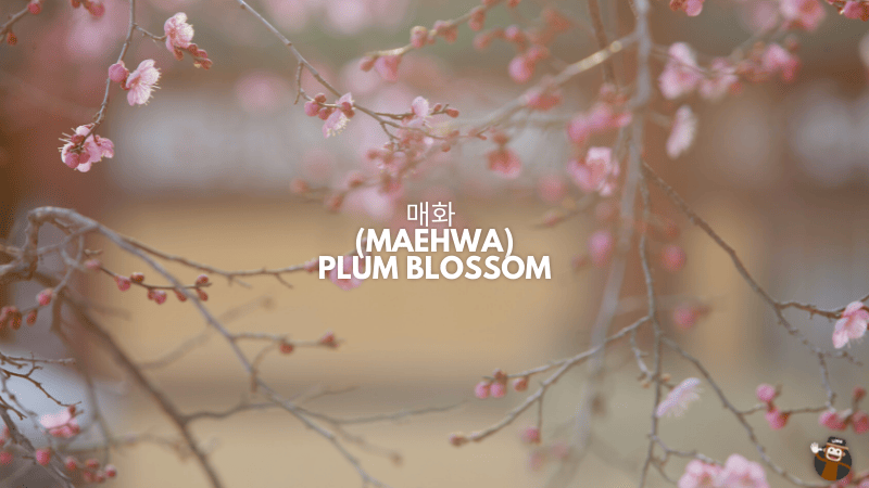 매화 (Maehwa) plum korean flowers