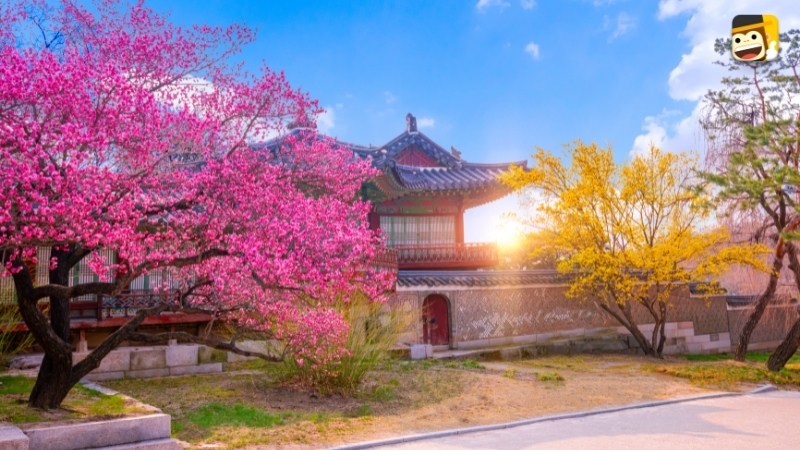 spring in korean seasons