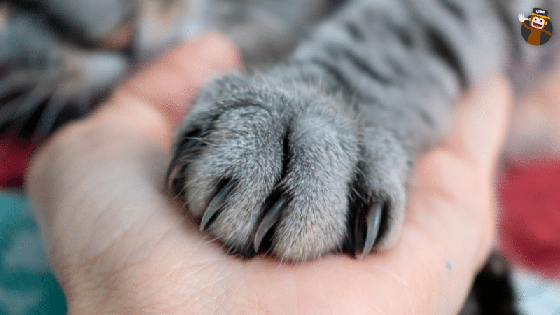 Borrowing a cat’s paw