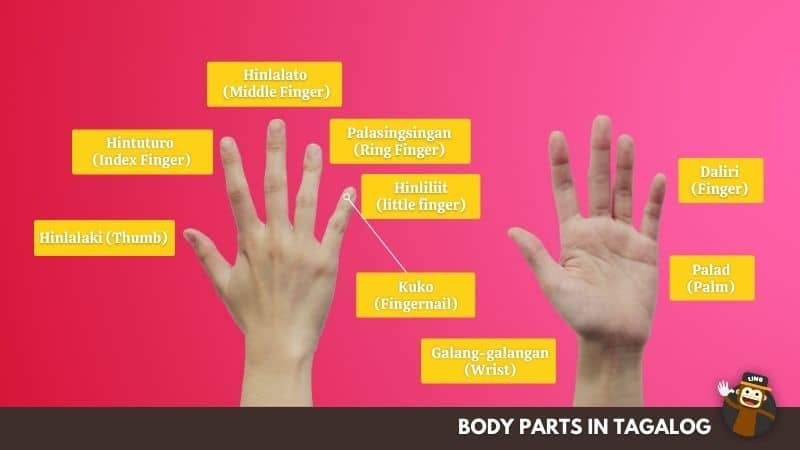 Fingers And Toes - Body Parts In Tagalog