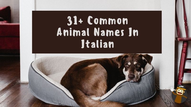 Common Animal Names In Italian: 31+ Fun Vocabulary - Ling App