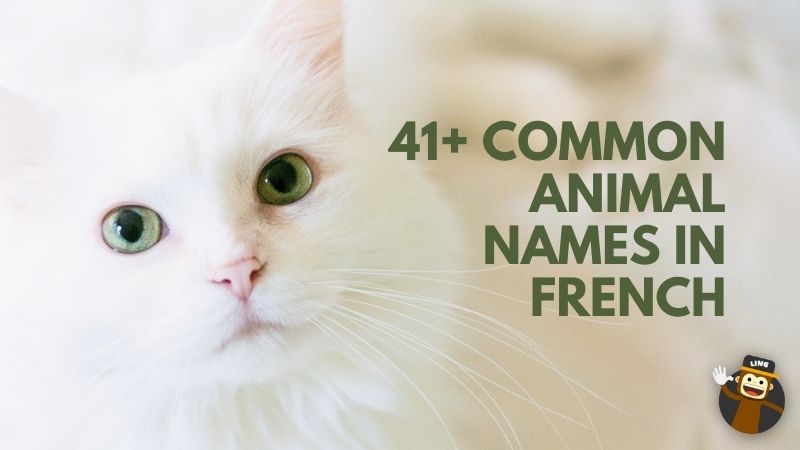 41+ Common Animal Names In French: Ultimate Vocabulary - Ling App