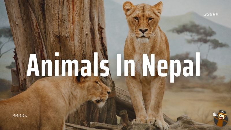 Animal Names In Nepali