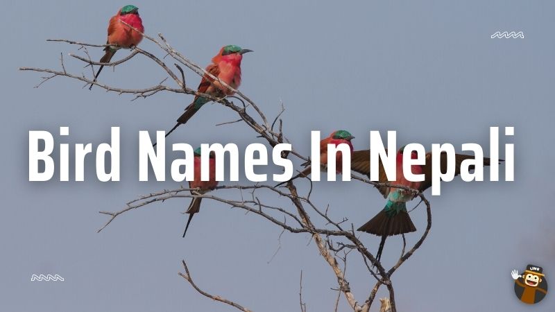 Animal Names In Nepali
