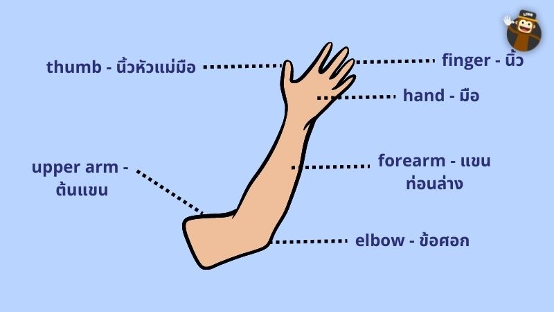 Parts of the body in Thai 