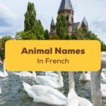 animal names in french