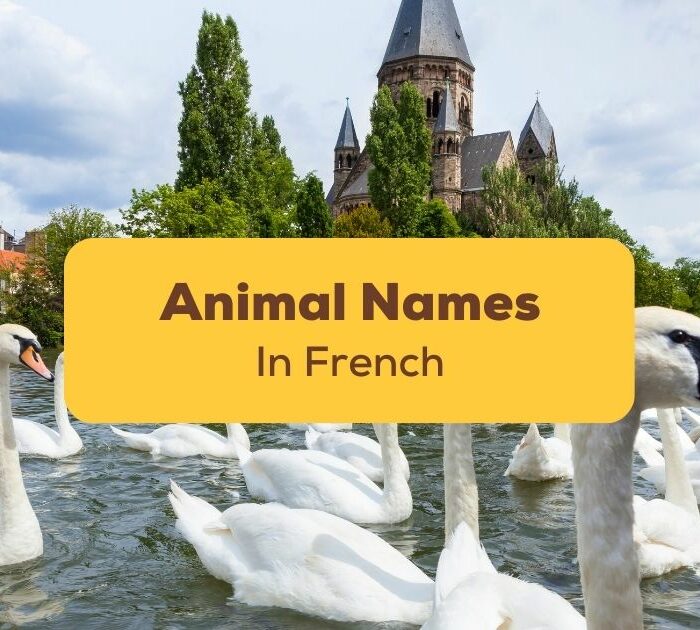 animal names in french
