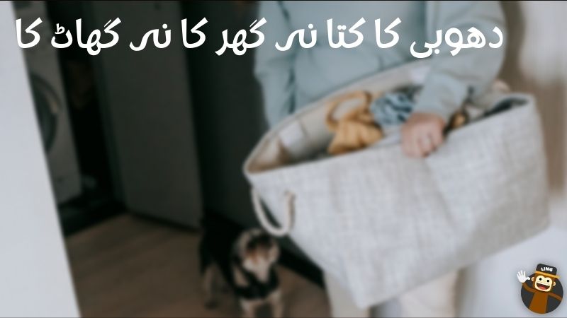 Scaredy Cat Meaning In Urdu, scaredy بلی