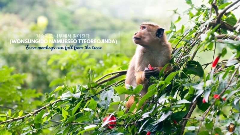  원숭이도 나무에서 떨어진다 (Wonsungido Namueseo Tteoreojinda) Even monkeys can fall from the trees-Korean-Idioms-Ling
