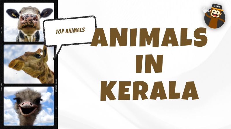 10+ Best Malayalam Animal Names To Learn Now - Ling App