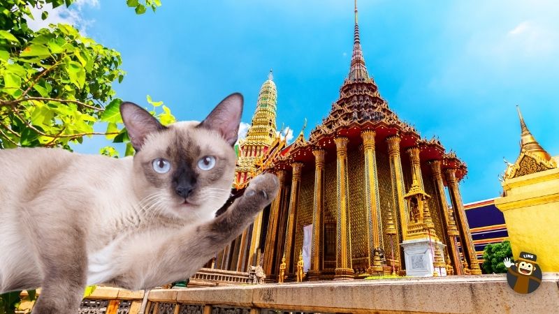 Thai cat history