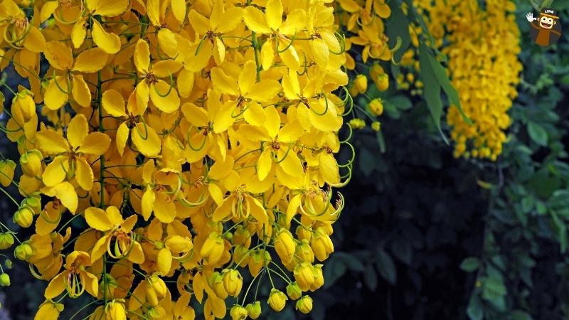 Thailand Flower Names | Best Flower Site