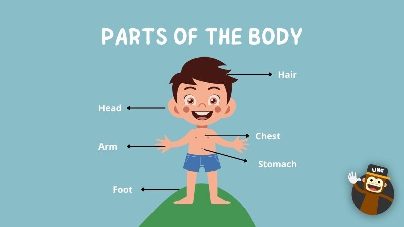 Teaching body parts in Vietnamese