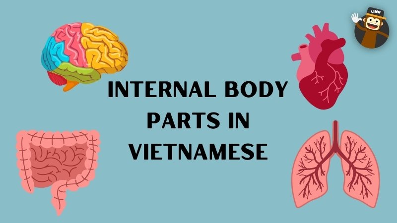 Internal Body Parts in Vietnamese