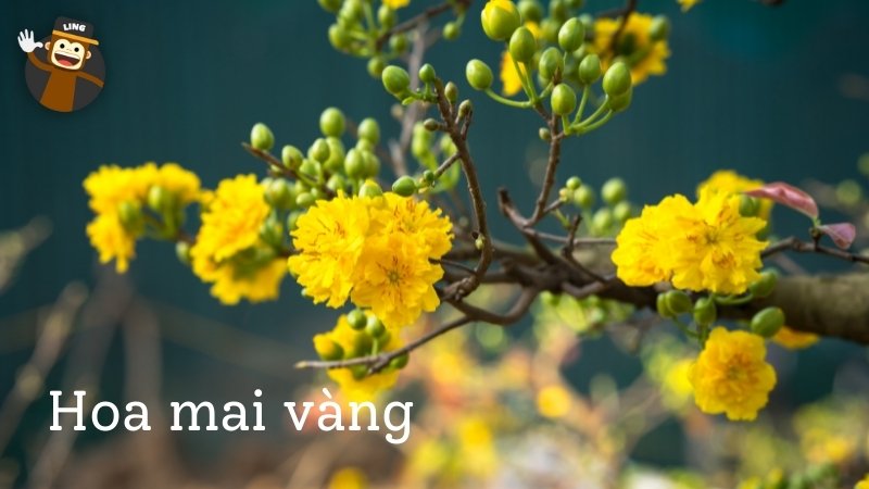 Flowers in Vietnamese