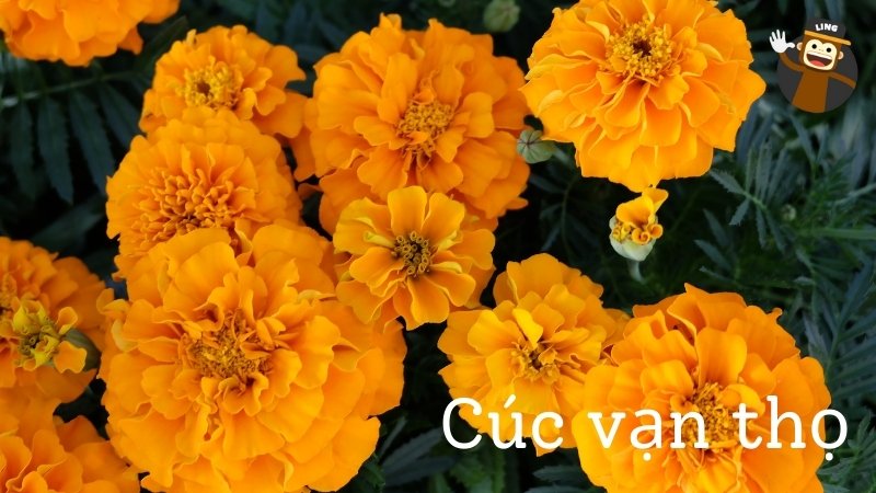 Cuc Van Tho Flowers In Vietnamese