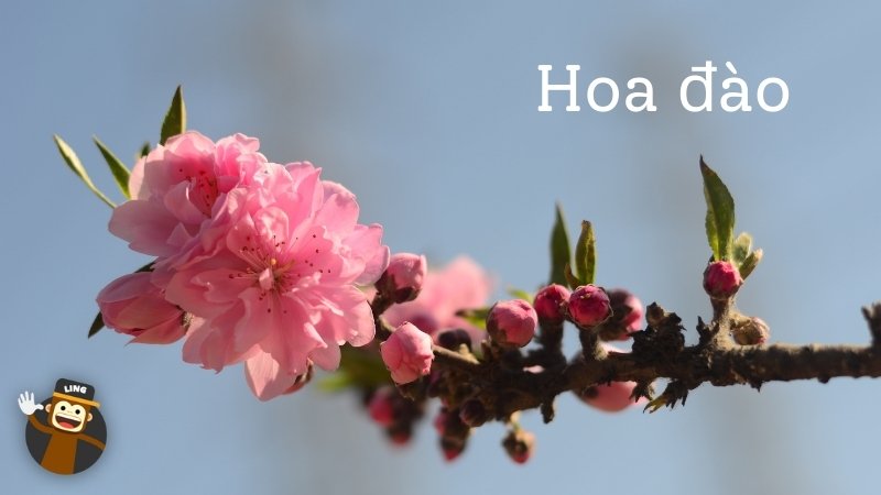 Hoa dao blossom tours - Flowers In Vietnamese