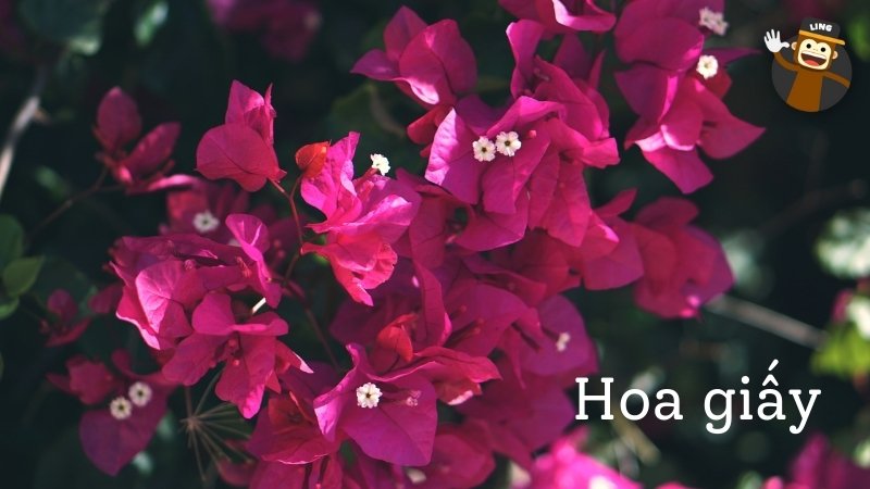 Bougainvillea Flowers In Vietnamese