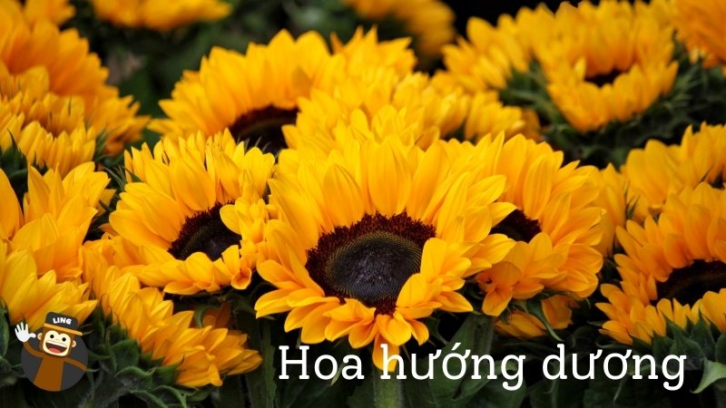 sunflower Flowers In Vietnamese