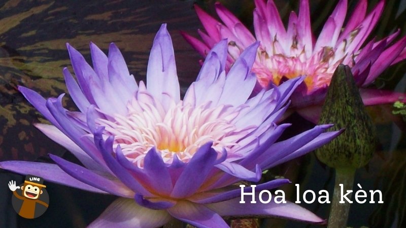 Hoa Loa Ken Flowers In Vietnamese