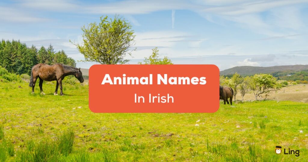 Animal Names In Irish
