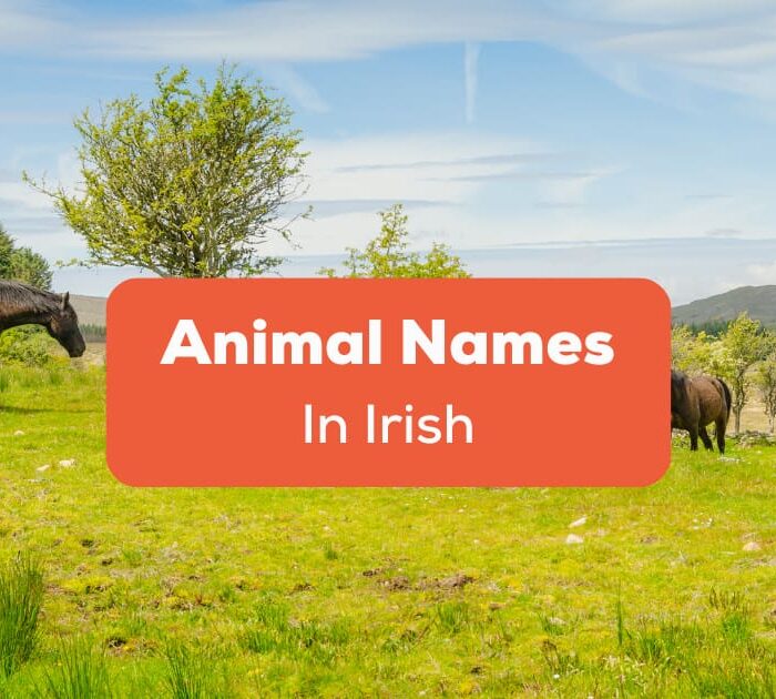 Animal Names In Irish
