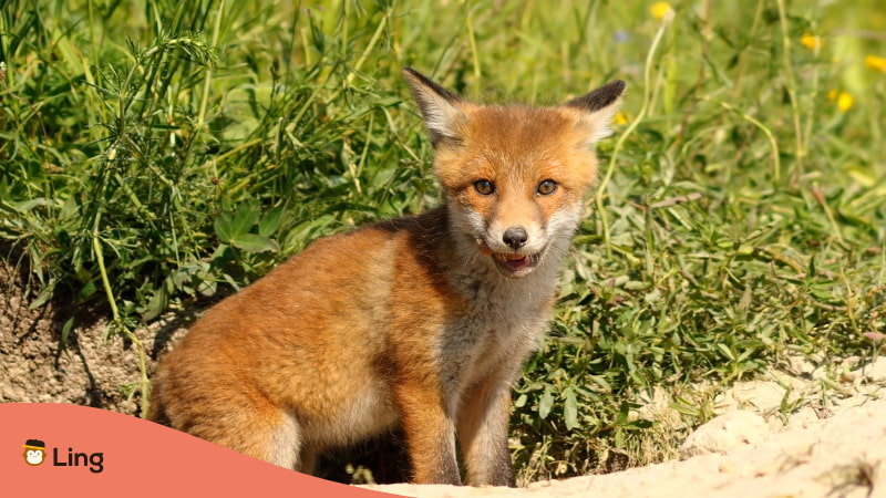 Animal Names In Irish Common Animal In Ireland