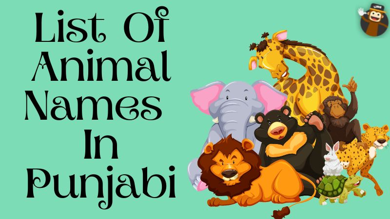 35+ Thrilling Animal Names In Punjabi - Ling App