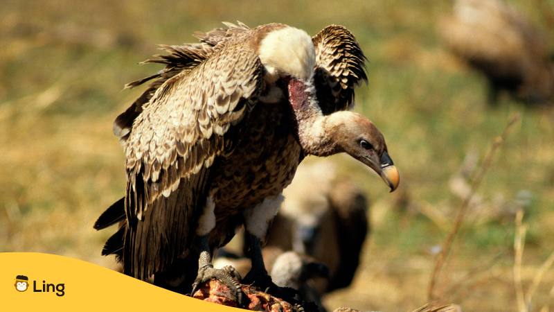 Ruppell's Griffon Vulture is an endangered animal species in Croatia